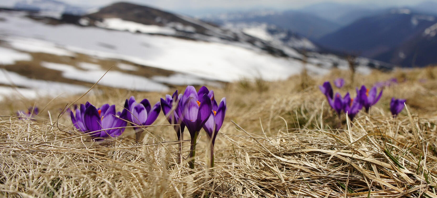 Flowers in the snow
